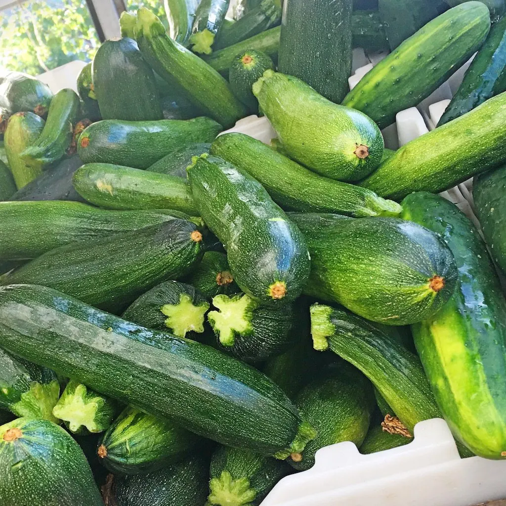 Zucchini